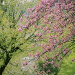 Trees blooming with flowers in the spring